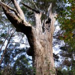Coastal Blackbutt Tree