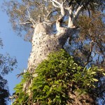 Redgum Tree