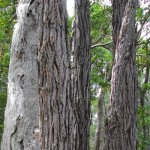 Brush Box Tree