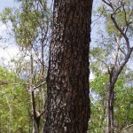 Grey Ironbark Tree