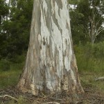 Sydney Blue Gum Tree