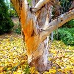 Yellow Stringybark Tree